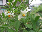 060522 弁天公園 023.jpg