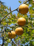 061021 東山植物園 033.jpg