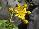 061021 東山植物園 134.jpg